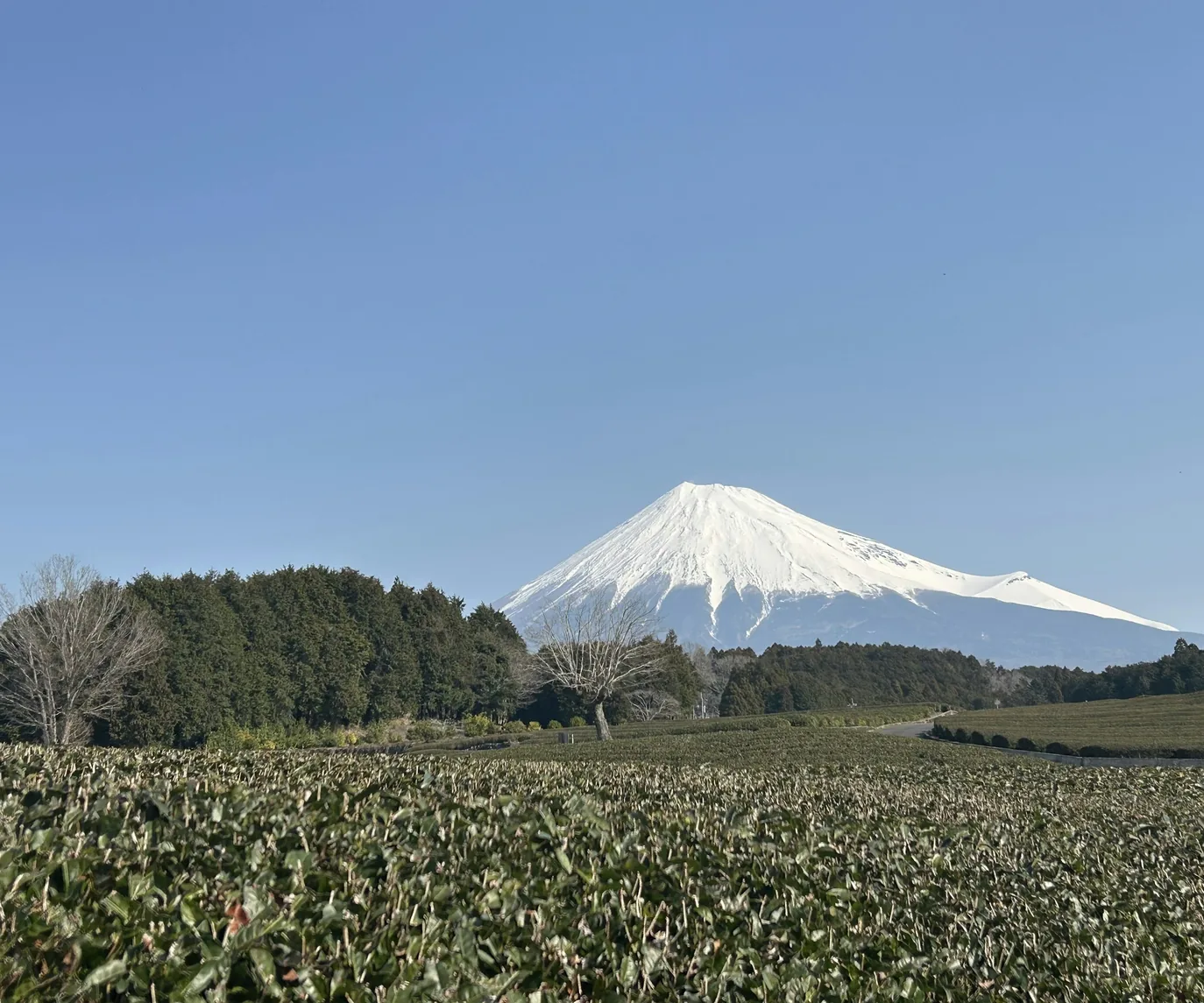 静岡エリア用の富士山と緑の樹木が広がる風景。